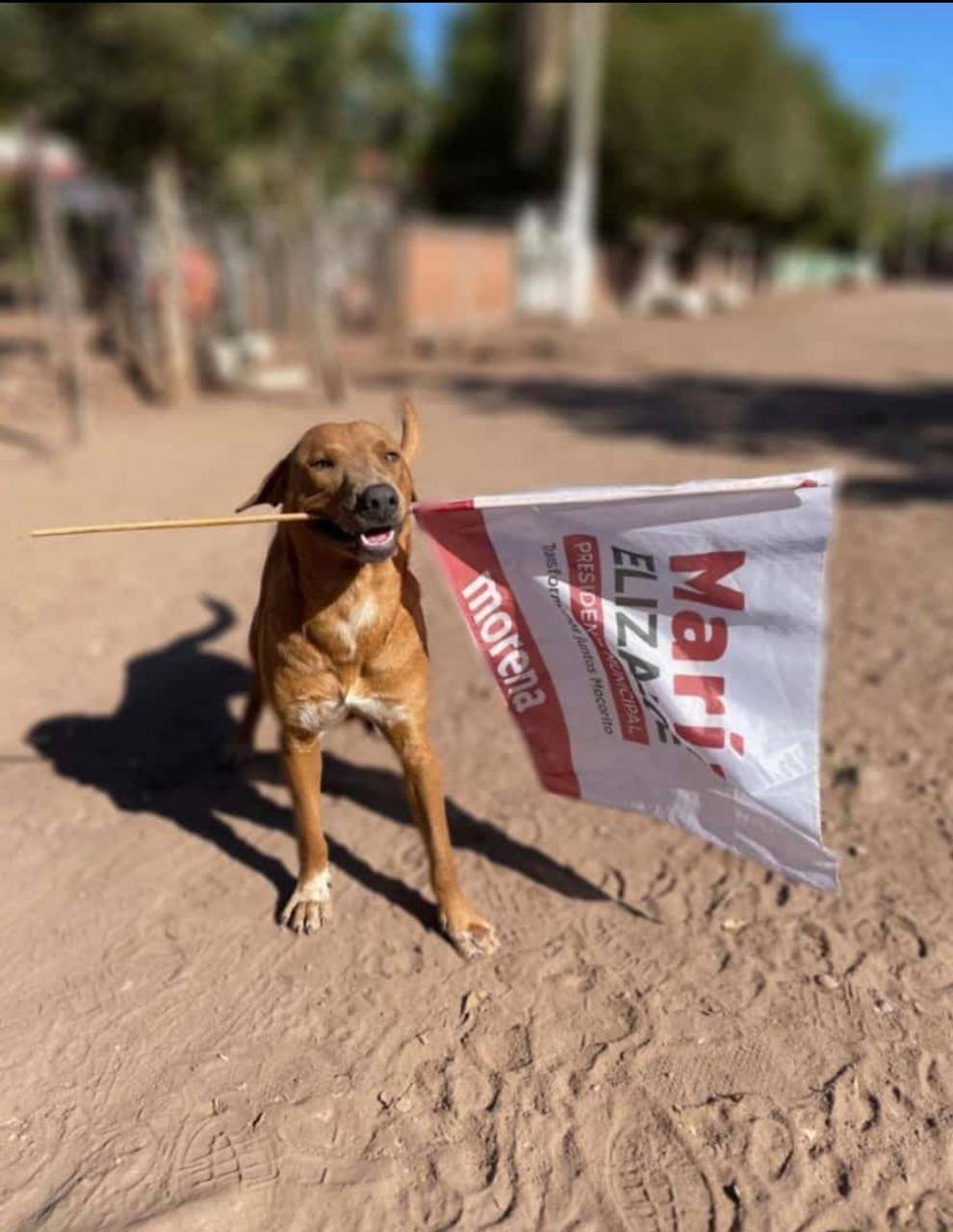 Rocha exige justicia para Rodolfo y se compromete con la protección animal