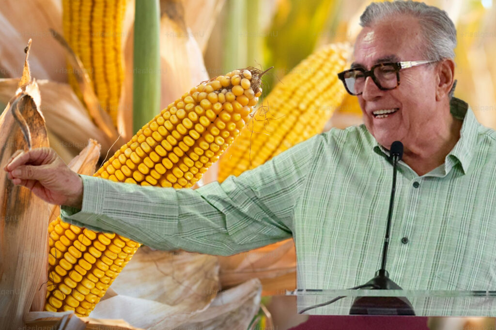 pagos del apoyo compensatorio para productores de maíz en Sinaloa