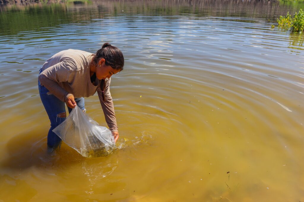 Siembran 1.8 millones de tilapias en la Presa Guillermo Blake Aguilar
