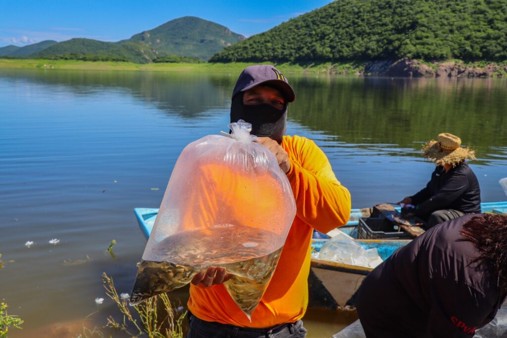 Siembran 1.8 millones de tilapias en la Presa Guillermo Blake Aguilar