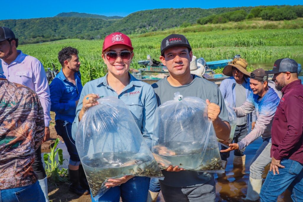 Sinaloa refuerza la producción de tilapia