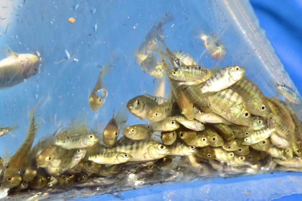 siembra de alevines de tilapia en Presa Josefa Ortiz de Domínguez