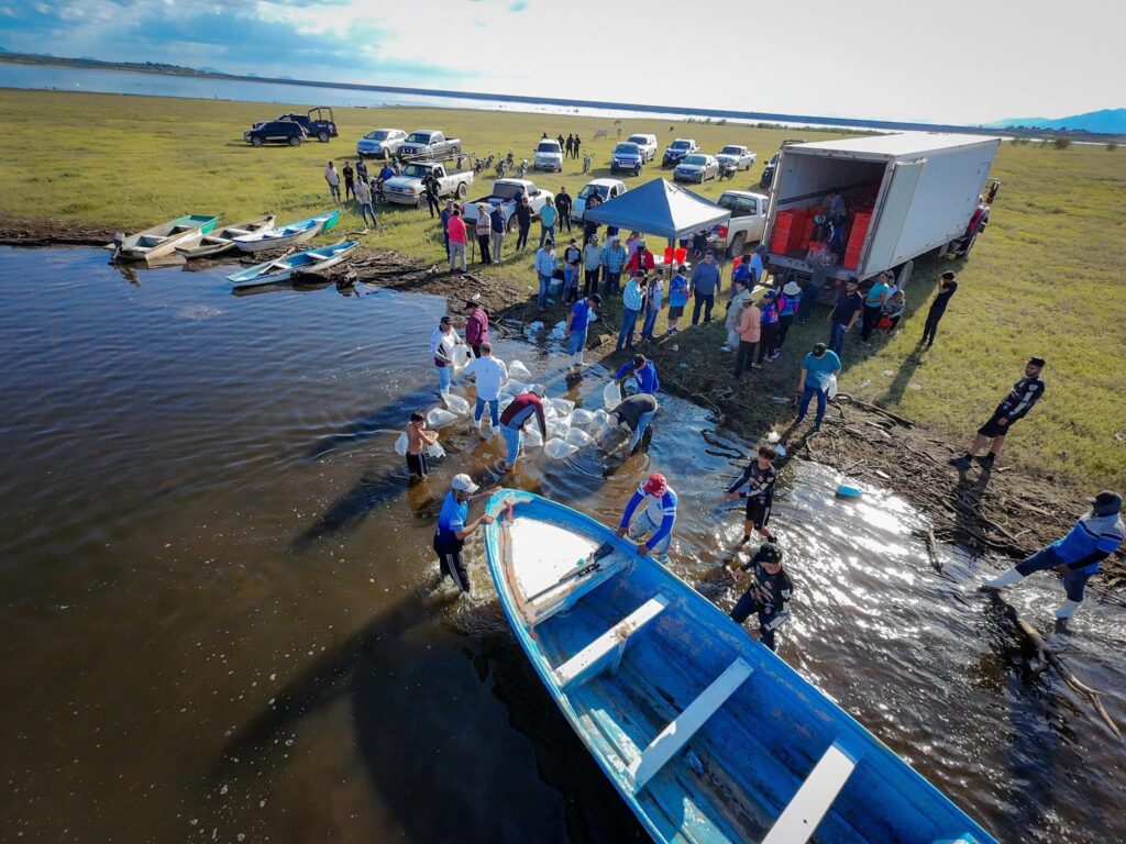 siembra de alevines de tilapia en Presa Josefa Ortiz de Domínguez