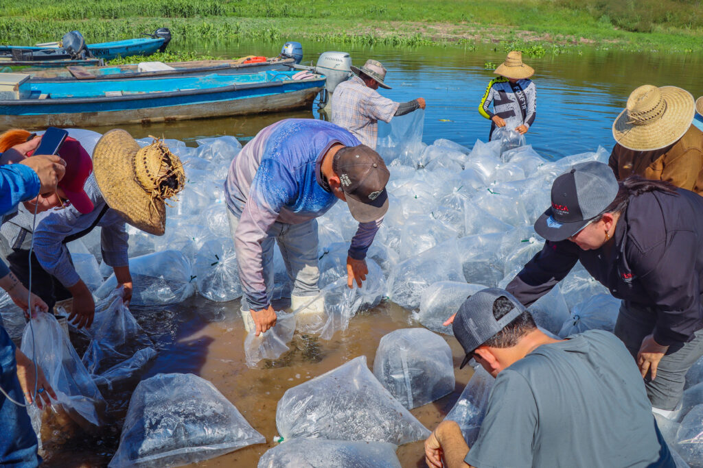 Sinaloa refuerza la producción de tilapia