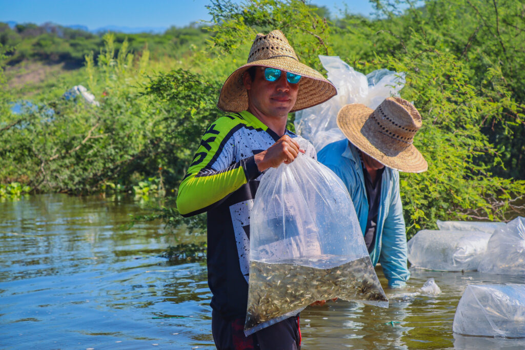 Sinaloa refuerza la producción de tilapia