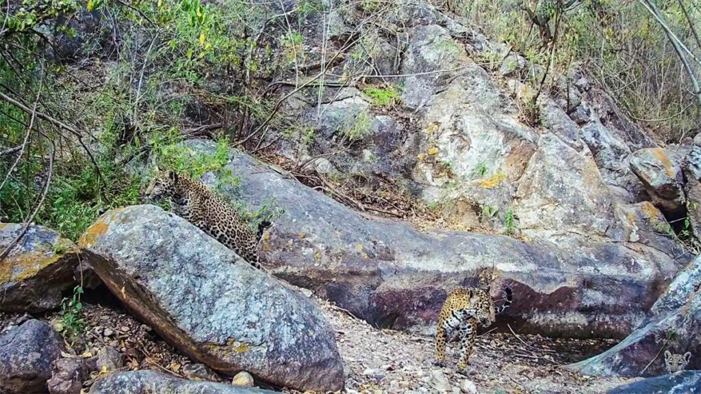 Avistamientos de jaguares en Sinaloa