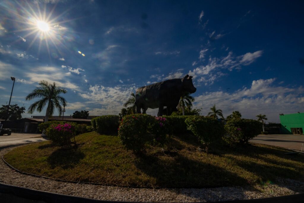 fortalecimiento del ganado