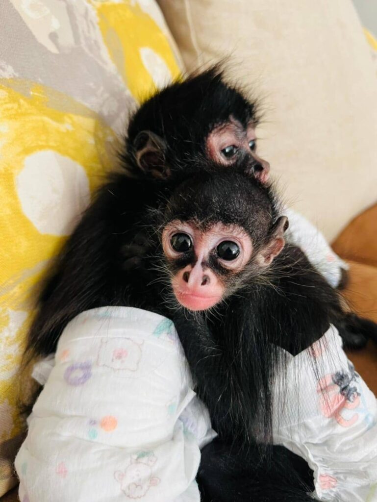 Rifan mono araña en Facebook