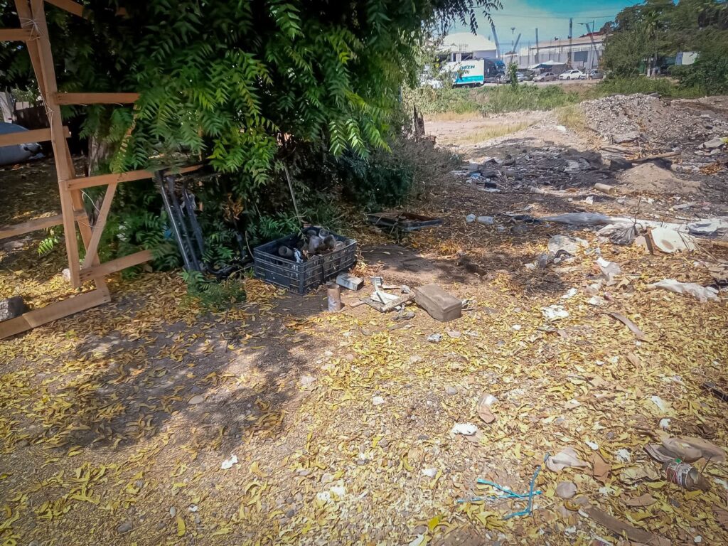 Ataque masivo de abejas en Culiacán