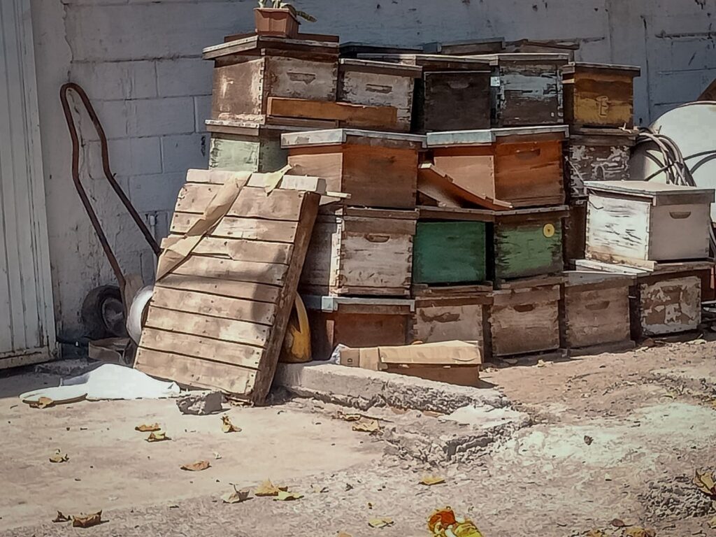 Ataque masivo de abejas en Culiacán