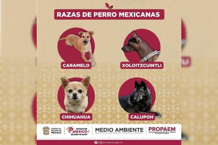 el perro caramelo una nueva raza