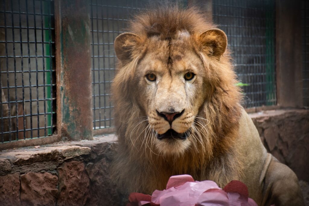 Zoológico de Culiacán