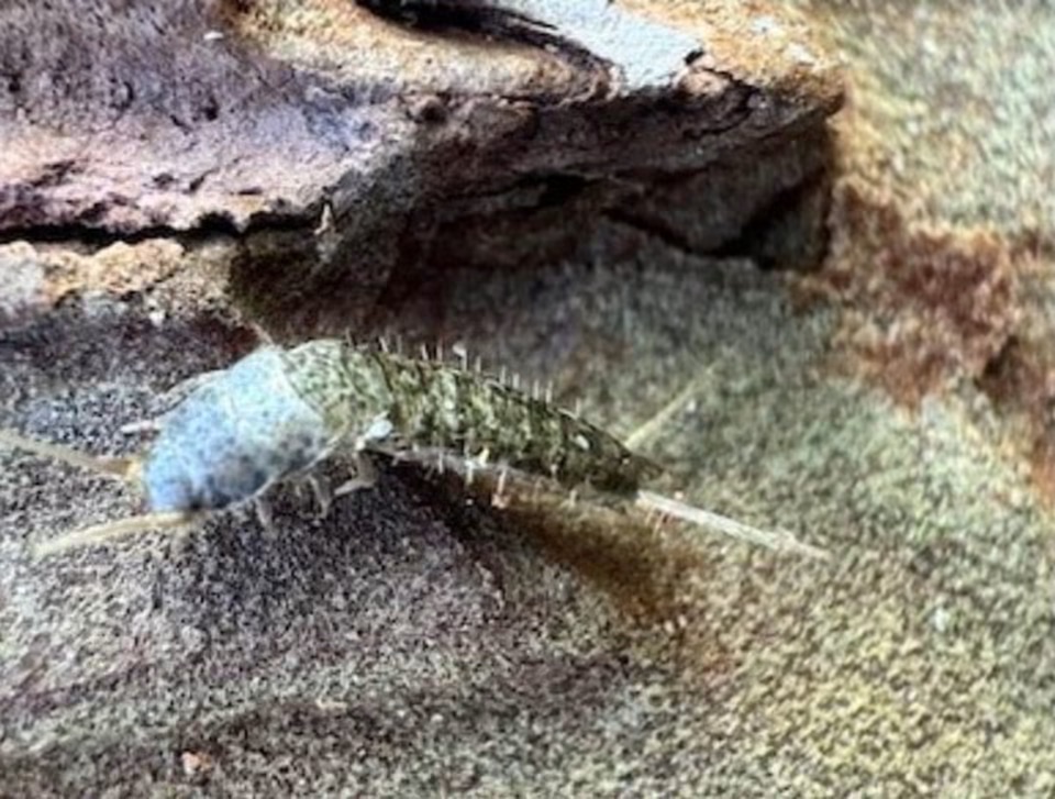 nueva especie en Surutato