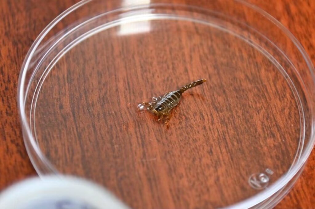 nueva especie en Surutato